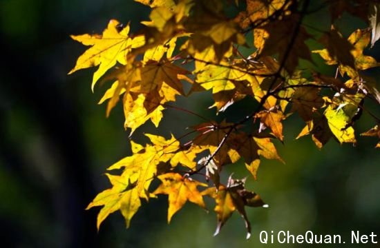 ���˸���