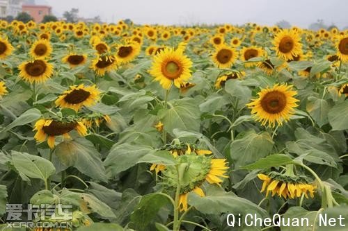 ���Ǳ���