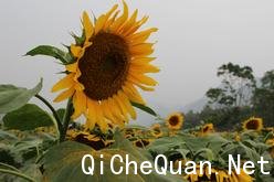 ���Ǳ���