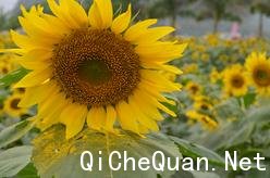 ���Ǳ���