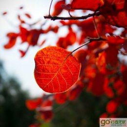 �����Լ����ͺ�Ҷ-�˴����Ҷ��