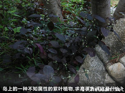北京奔驰  C200 CGI 1.8T AT